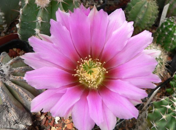 Echinocereus fendleri kuenzleri HK 0267